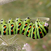 Green Caterpillar